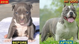 American Bully dog Transformations [upl. by Sibylle]