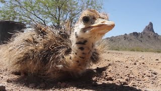 Fuzzy Ostrich Chicks Go Exploring [upl. by Audri531]