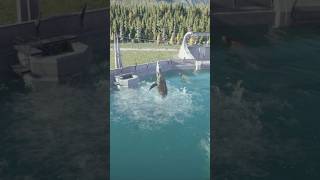 MOSASAURUS  Jurassic World Evolution 2 [upl. by Darcie570]