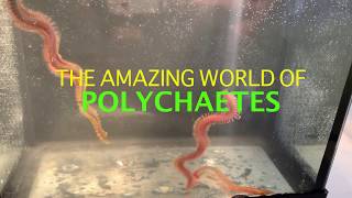 The Amazing World of Polychaetes [upl. by Uball]