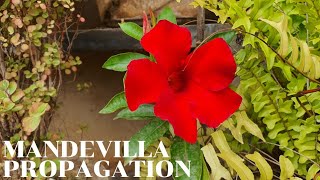 Propagate Mandevilla or Dipladenia from Stem Cuttings [upl. by Cyril]