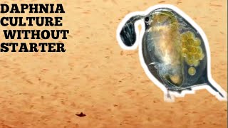 HOW TO CULTURE DAPHNIA NATURALLY WITHOUT A STARTER [upl. by Dolorita300]