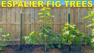 How To Espalier Fig Trees  Complete Guide From Start To Finish [upl. by Nitsrek]