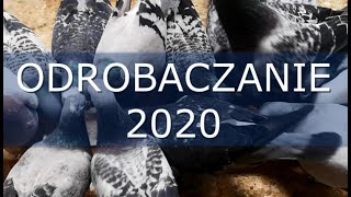 Testowe Odrobaczanie Gołębi Pocztowych 2020  Pigeon Deworming [upl. by Enalda673]