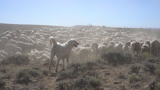 Working Dogs  Our Wyoming [upl. by Elnora277]