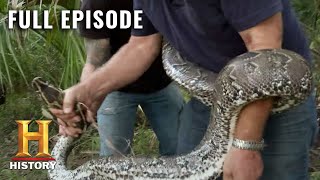 Catching Monster Snakes in Florida  Swamp People Serpent Invasion S1 E2  Full Ep  History [upl. by Duggan861]