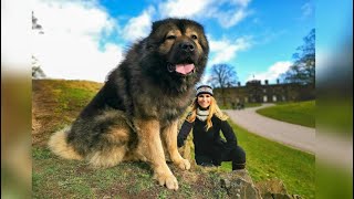 WOLF KILLER  THE LARGEST CAUCASIAN SHEPHERD OVCHARKA DOG IN THE UK [upl. by Nosaj]