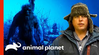 Bigfoot Expert Talks About Several Sasquatch Sightings  Finding Bigfoot [upl. by Gillette]