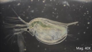 Daphnia magna under the Microscope [upl. by Barcroft514]