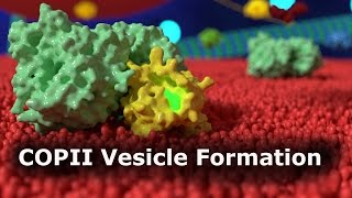 COPII Vesicle Formation [upl. by Atilal241]