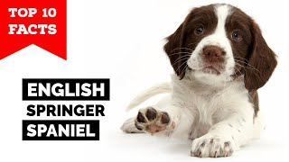 English Springer Spaniel  Top 10 Facts [upl. by Edmonds328]