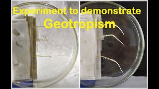 Geotropism experiment [upl. by Nemzaj]