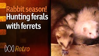 Ferrets hunting feral rabbits in country Australia 1989  RetroFocus  ABC Australia [upl. by Ennairoc]