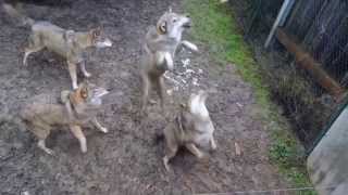 Feeding the Wolves that are getting excited  Fütterung der Wölfe Zoo Tiergarten Worms Germany [upl. by Wandy]