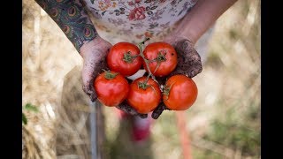 How to Grow The Best Tomatoes  Gardening Tips and Tricks [upl. by Atilrak]