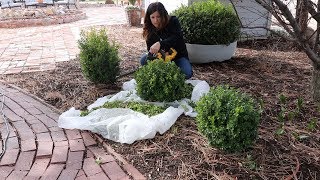 Trimming Boxwoods ✂️🌿 Garden Answer [upl. by Hadley]