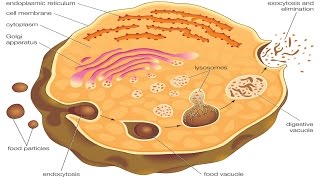 Endocytosis and exocytosis [upl. by Crudden]