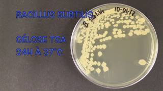 Bacillus subtilis [upl. by Nreval757]