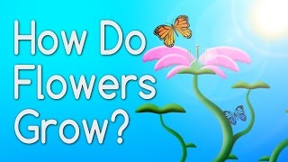 How Do Flowers Grow From Seeds [upl. by Norrie]