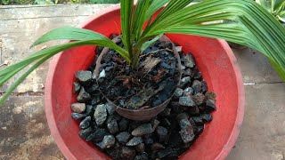 how to make orchid potting mix at home  Growing orchids [upl. by Eniawtna]