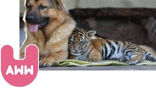 Tiger Makes Friends With Dog [upl. by Aziaf847]