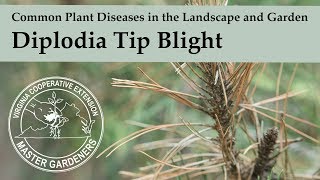 Diplodia Tip Blight  Common Plant Diseases in the Landscape and Garden [upl. by Thurman525]