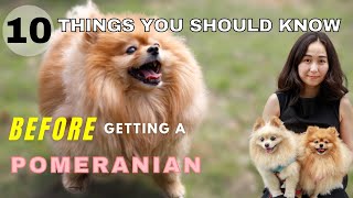 10 Things You Should Know Before Getting a Pomeranian  New Puppy Tips [upl. by Kam]