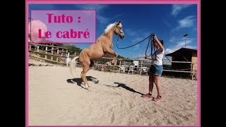 Tuto Apprendre le quotCabréquot à son cheval [upl. by Hungarian]