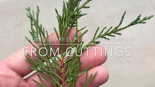 Leyland Cypress Plant Propagation From Cuttings [upl. by Bohner]