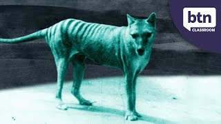 New Footage Of A Thylacine  Behind the News [upl. by Atnod]