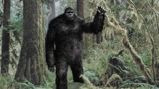 Bigfoot New Evidence [upl. by Adlin]