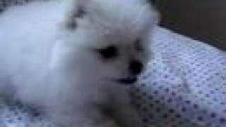 Adorable white pomeranian puppy barking [upl. by Joelle]