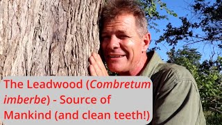 The Leadwood Combretum imberbe  Source of Mankind and clean teeth [upl. by Inaej592]