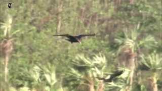 Turkey Vulture in flight [upl. by Nicol713]