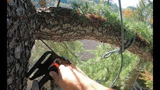 TREE CLIMBING AND BRANCH RIGGING FOR THE AVERAGE MAN [upl. by Teodor]