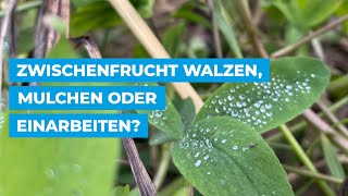 Zwischenfrucht walzen mulchen oder einarbeiten [upl. by Edme376]