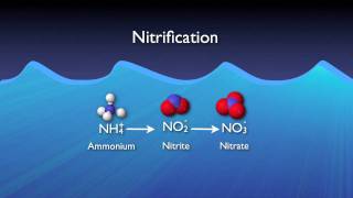 Nitrogen Removal Basics [upl. by Buchheim]