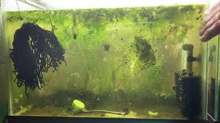 Scuds Daphnia Cherry Shrimp Copepods My aquatic food culture [upl. by Boy272]