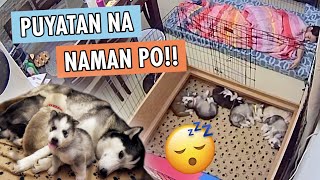 NIGHT DUTY SA 6 NA HUSKY PUPPIES [upl. by Qidas]