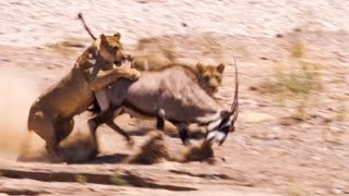 Two Lions Take on Oryx  Natural World Desert Lions  BBC Earth [upl. by Eineg]