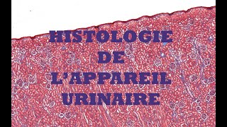 Histologie du système urinaire [upl. by Phebe]