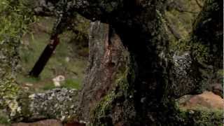 Parque Natural Los Alcornocales Video oficial [upl. by Anaer]