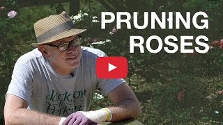 Pruning Roses [upl. by Lynnell]