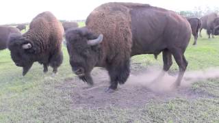 Bison Bull in Mating Season [upl. by Aniratak]