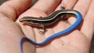 Juvenile Bluetailed Western Skink  Reptiles of BC [upl. by Nilla]