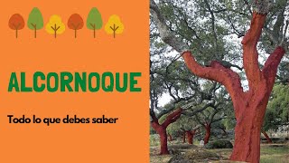 Alcornoque todo sobre este increíble árbol [upl. by Agler548]