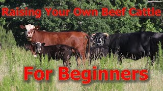 Raising Your Own Beef Cattle For Beginners [upl. by Aber]