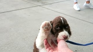 Cutest Springer Spaniel Puppy  Champ [upl. by Annairoc]