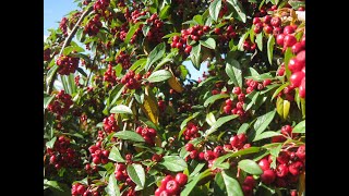 Cotoneaster  a perfect tree for a small garden  with autumn  fall berries [upl. by Adnirem]