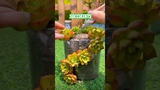 Cool Succulent DIY Gardening Ideas [upl. by Lindner]